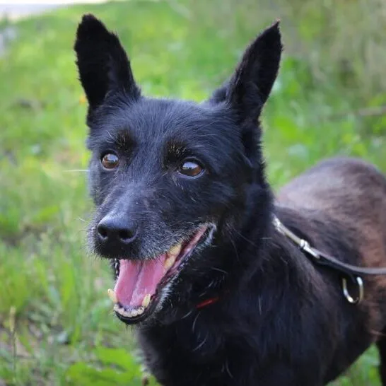 Pies do adopcji, Starogard Gdański, 20 marca 2024 (1/4)