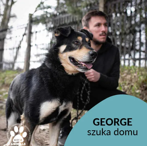 Pies do adopcji, Starogard Gdański, 26 marca 2024 (2/4)