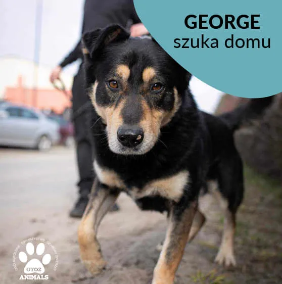 Pies do adopcji, Starogard Gdański, 26 marca 2024 (3/4)