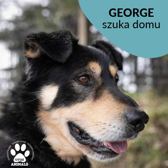 Pies do adopcji, Starogard Gdański, 26 marca 2024 (4/4)