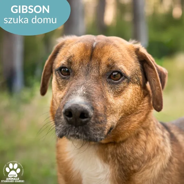 Pies do adopcji, Starogard Gdański, 20 marca 2024 (1/2)