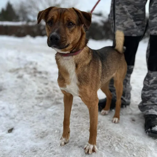 Pies do adopcji, Starogard Gdański, 20 marca 2024 (2/2)