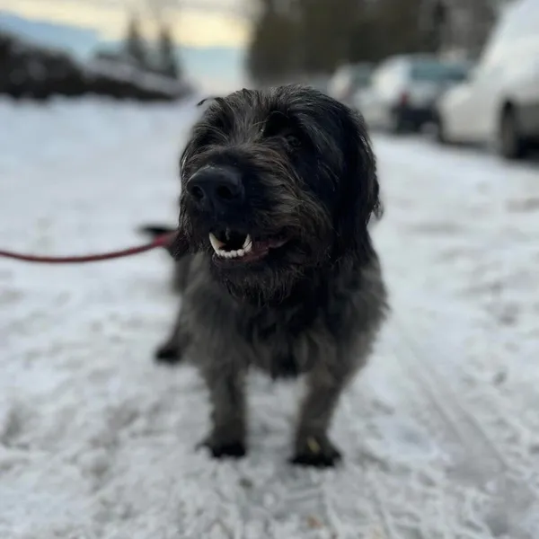 Pies do adopcji, Starogard Gdański, 20 marca 2024 (2/3)