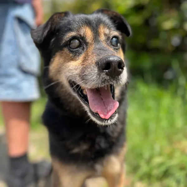 Pies do adopcji, Starogard Gdański, 20 marca 2024 (1/2)