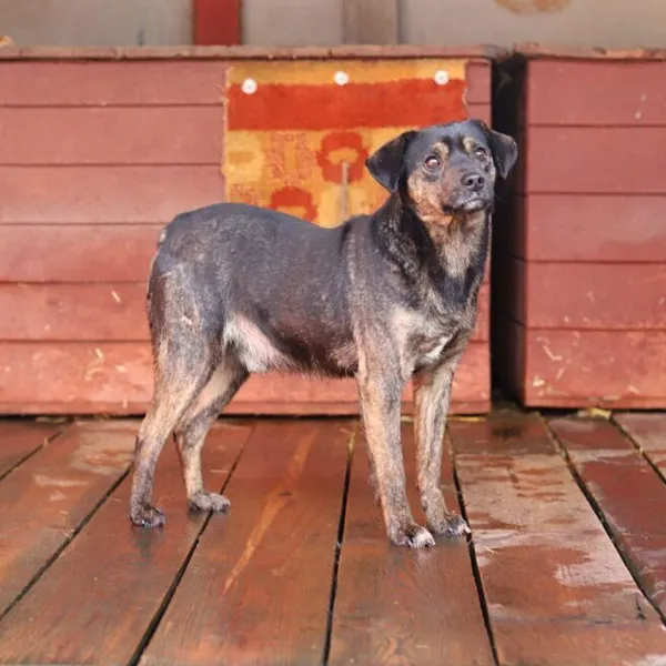 Pies do adopcji, Starogard Gdański, 20 marca 2024