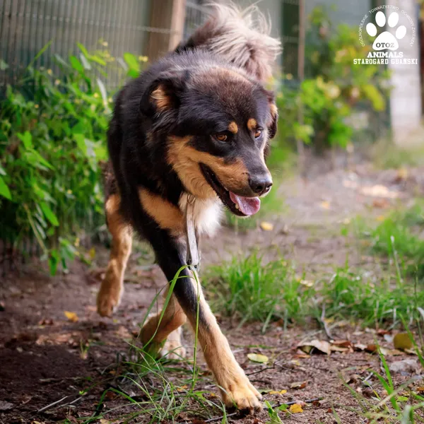 Pies do adopcji, Starogard Gdański, 14 sierpnia 2024 (2/3)