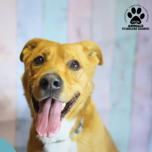 Pies do adopcji, Starogard Gdański, 20 marca 2024 (1/2)