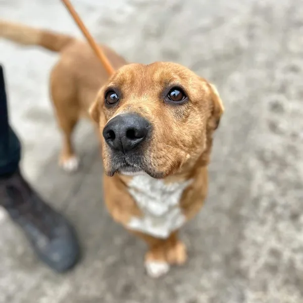 Pies do adopcji, Starogard Gdański, 20 marca 2024 (2/2)