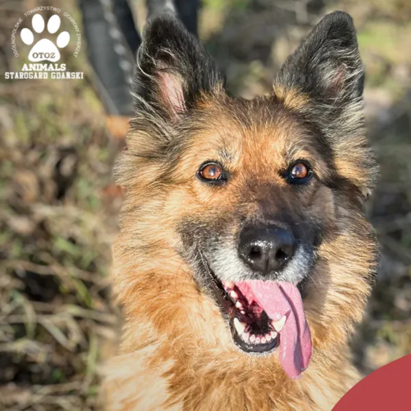 Pies do adopcji, Starogard Gdański, 20 marca 2024 (1/4)