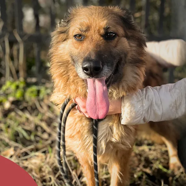 Pies do adopcji, Starogard Gdański, 20 marca 2024 (4/4)