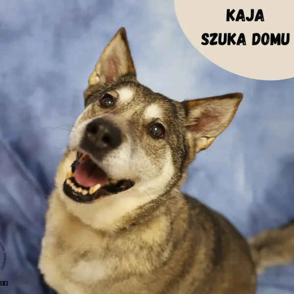 Pies do adopcji, Starogard Gdański, 20 marca 2024 (1/2)