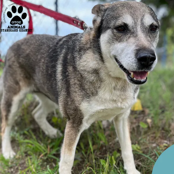 Pies do adopcji, Starogard Gdański, 20 marca 2024 (2/2)