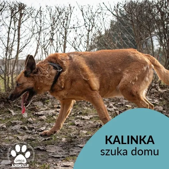 Pies do adopcji, Starogard Gdański, 26 marca 2024 (2/4)