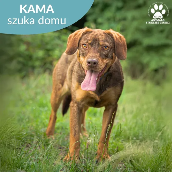 Pies do adopcji, Starogard Gdański, 10 lipca 2024 (1/2)