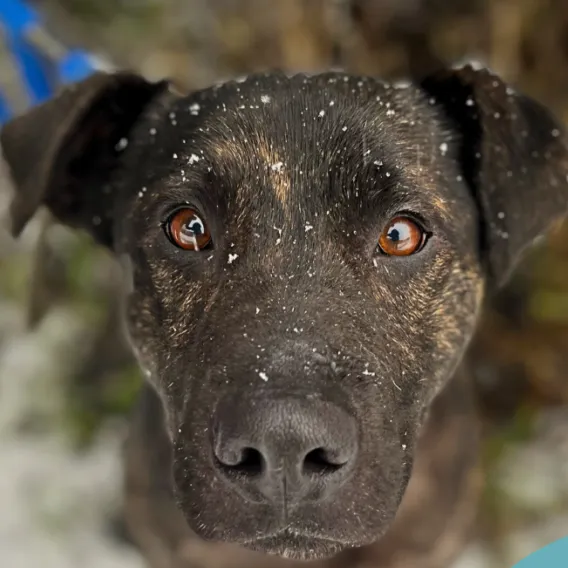 Pies do adopcji, Starogard Gdański, 20 marca 2024 (1/2)