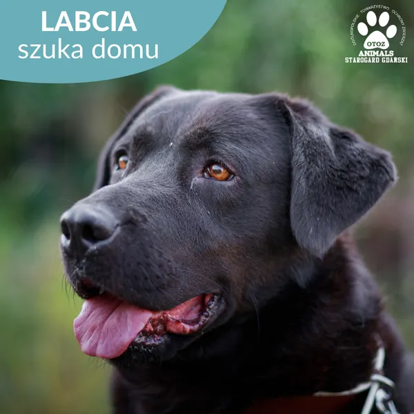 Pies do adopcji, Starogard Gdański, 11 września 2024 (1/3)