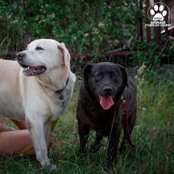 Pies do adopcji, Starogard Gdański, 11 września 2024 (3/3)