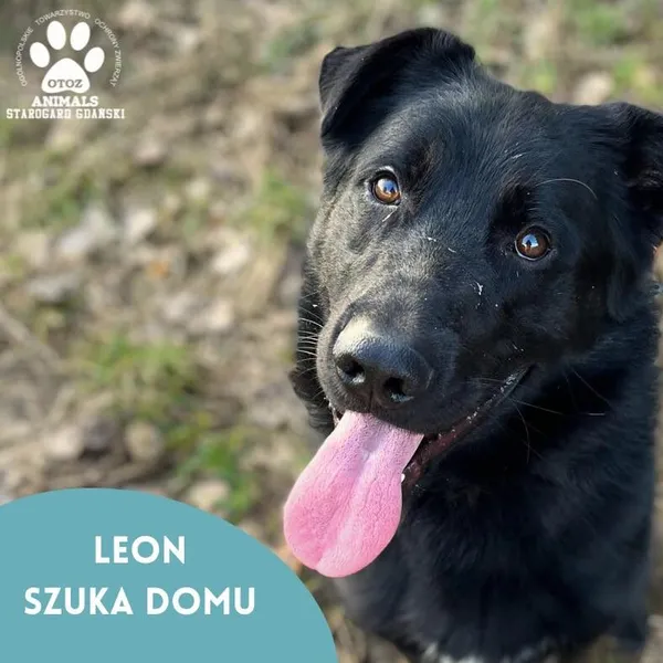 Pies do adopcji, Starogard Gdański, 28 marca 2024 (1/4)