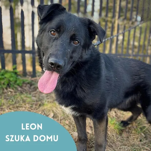 Pies do adopcji, Starogard Gdański, 28 marca 2024 (3/4)