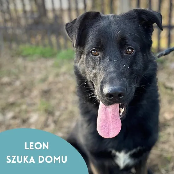 Pies do adopcji, Starogard Gdański, 28 marca 2024 (4/4)