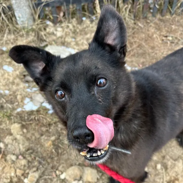 Pies do adopcji, Starogard Gdański, 20 marca 2024 (1/3)