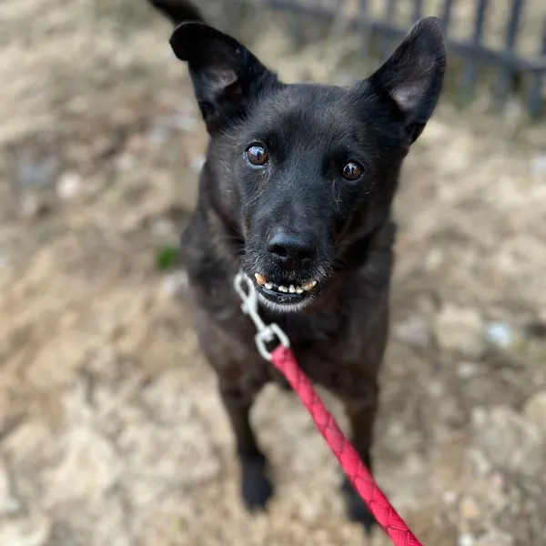 Pies do adopcji, Starogard Gdański, 20 marca 2024 (2/3)