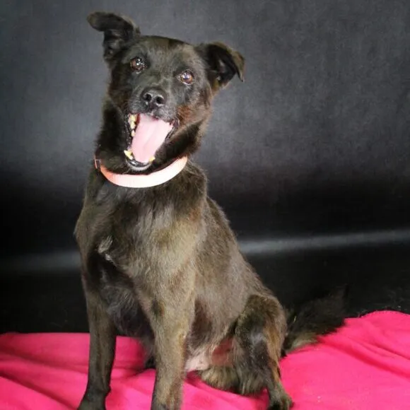 Pies do adopcji, Starogard Gdański, 20 marca 2024 (3/3)