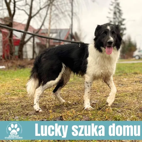 Pies do adopcji, Starogard Gdański, 28 marca 2024 (2/3)