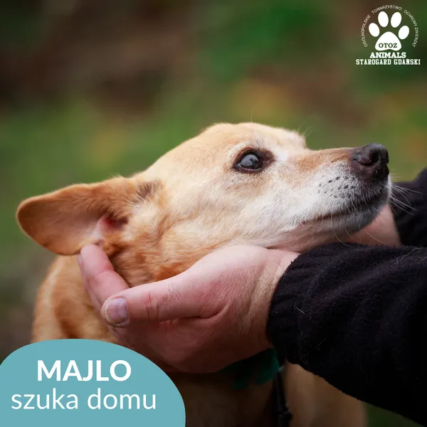 Pies do adopcji, Starogard Gdański, 20 marca 2024 (1/3)