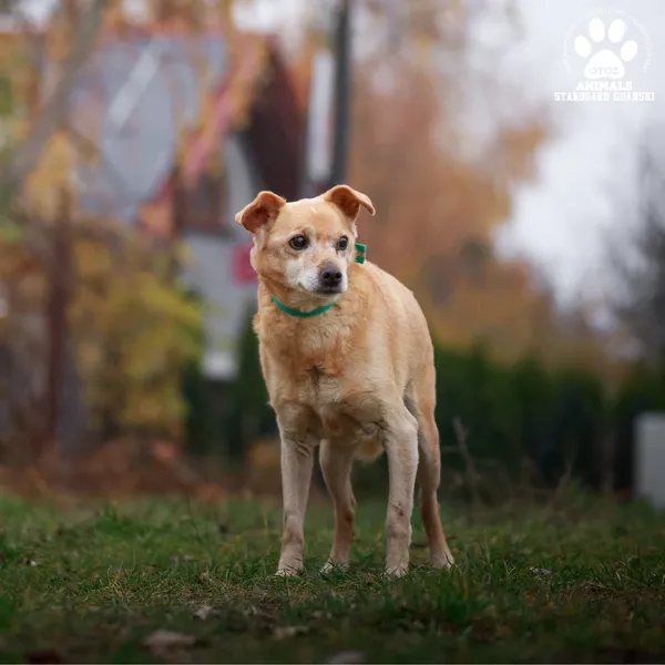 Pies do adopcji, Starogard Gdański, 20 marca 2024 (2/3)