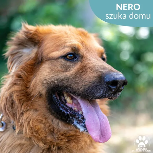 Pies do adopcji, Starogard Gdański, 14 czerwca 2024 (1/2)
