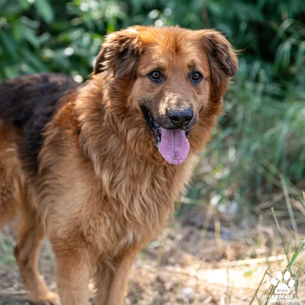 Pies do adopcji, Starogard Gdański, 14 czerwca 2024 (2/2)