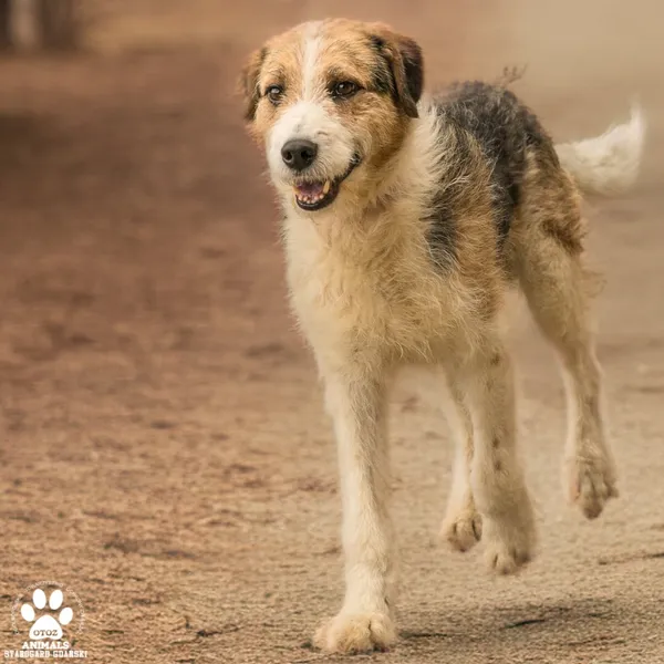 Pies do adopcji, Starogard Gdański, 18 czerwca 2024 (3/3)