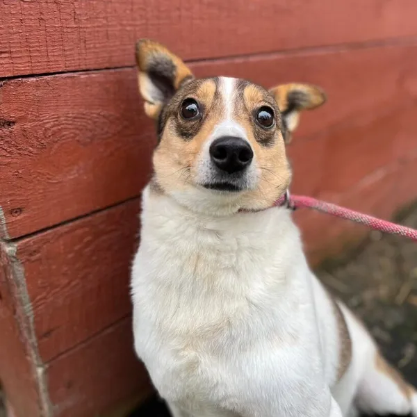 Pies do adopcji, Starogard Gdański, 20 marca 2024 (1/2)