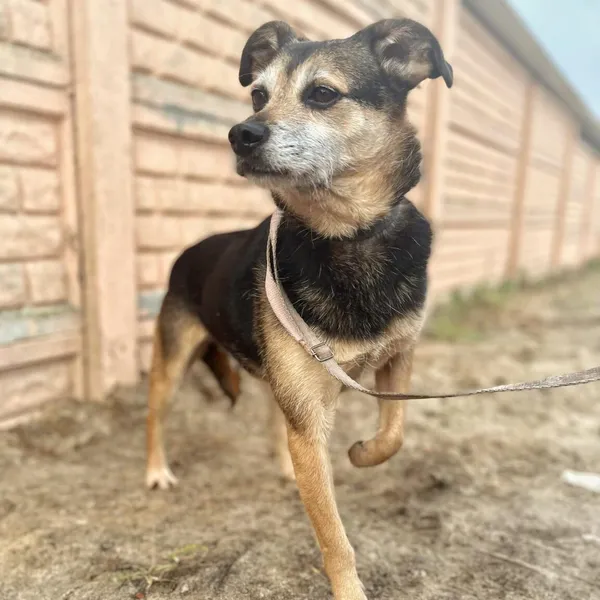 Pies do adopcji, Starogard Gdański, 20 marca 2024 (2/2)