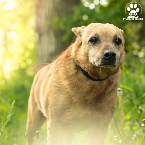 Pies do adopcji, Starogard Gdański, 20 marca 2024 (1/3)