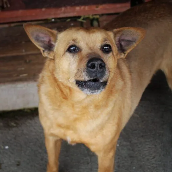 Pies do adopcji, Starogard Gdański, 20 marca 2024 (2/3)