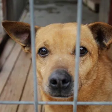 Pies do adopcji, Starogard Gdański, 20 marca 2024 (3/3)