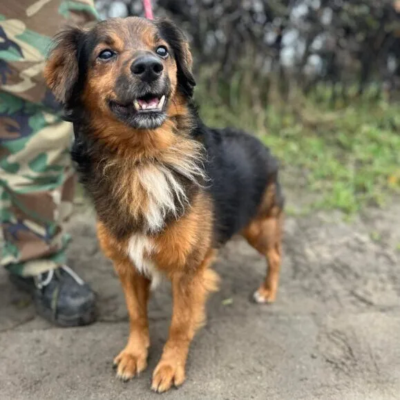 Pies do adopcji, Starogard Gdański, 20 marca 2024 (3/4)