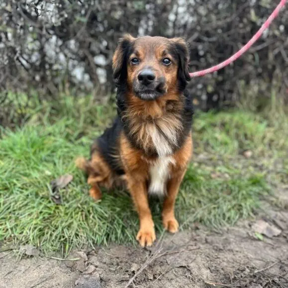 Pies do adopcji, Starogard Gdański, 20 marca 2024 (4/4)