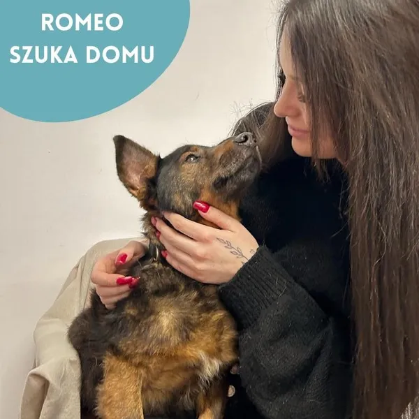 Pies do adopcji, Starogard Gdański, 28 marca 2024 (1/2)