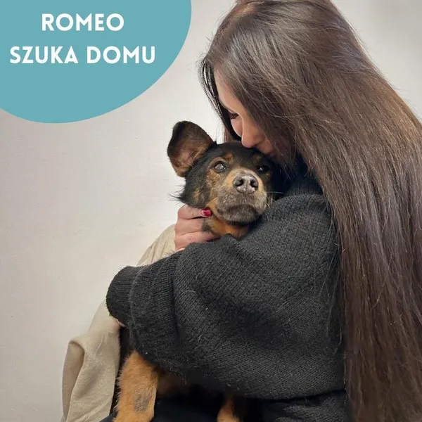 Pies do adopcji, Starogard Gdański, 28 marca 2024 (2/2)