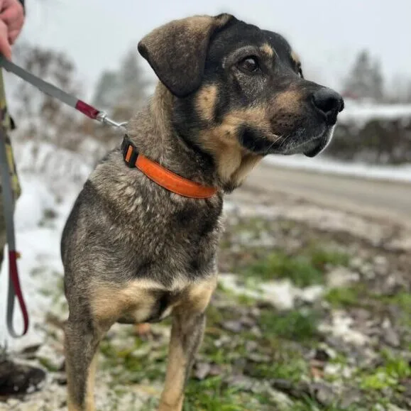 Pies do adopcji, Starogard Gdański, 20 marca 2024 (3/3)