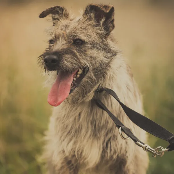 Pies do adopcji, Starogard Gdański, 20 marca 2024 (1/4)