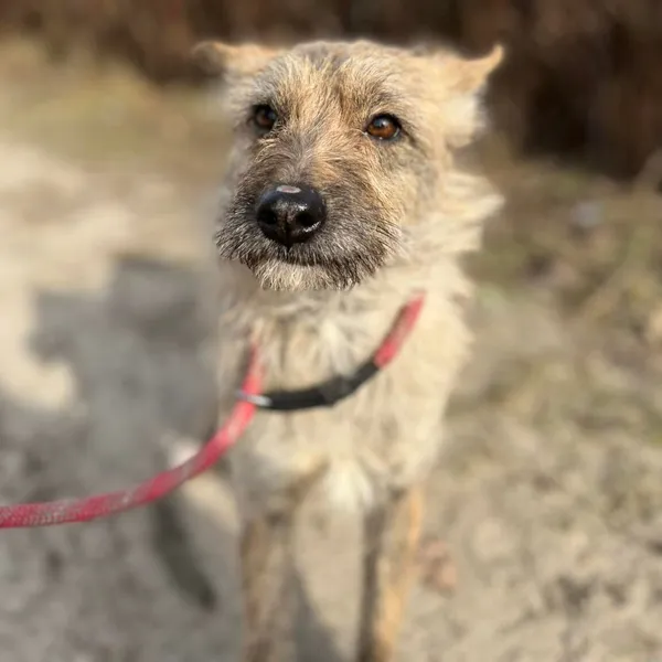 Pies do adopcji, Starogard Gdański, 20 marca 2024 (2/4)