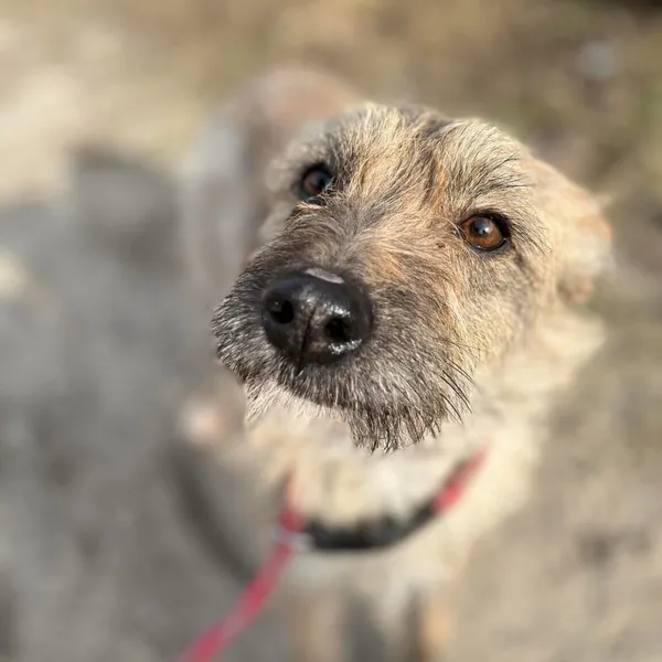 Pies do adopcji, Starogard Gdański, 20 marca 2024 (4/4)