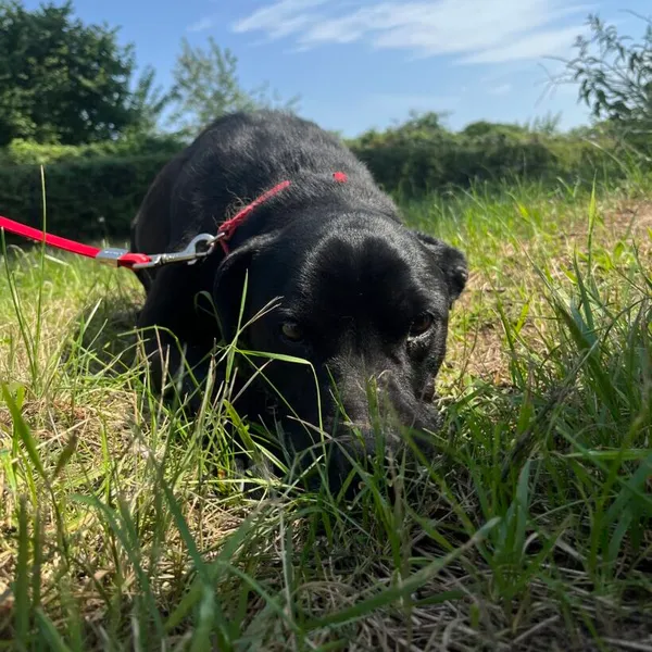 Pies do adopcji, Starogard Gdański, 20 marca 2024 (2/3)