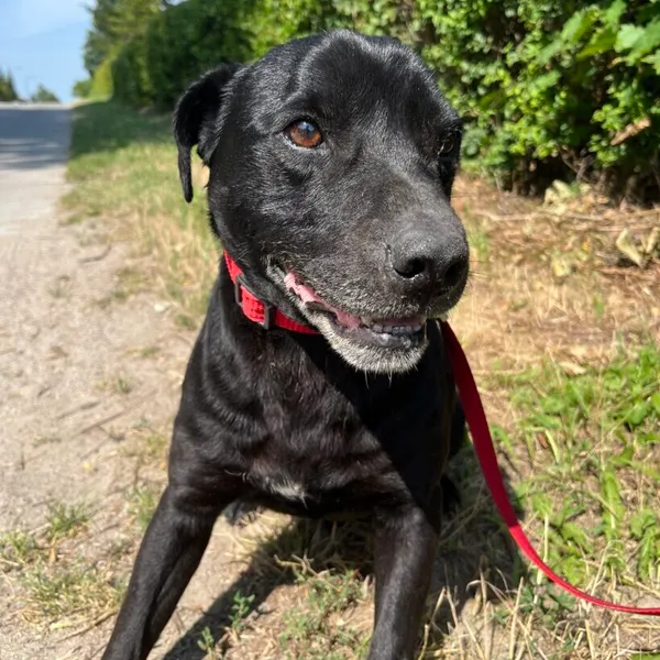 Pies do adopcji, Starogard Gdański, 20 marca 2024 (3/3)