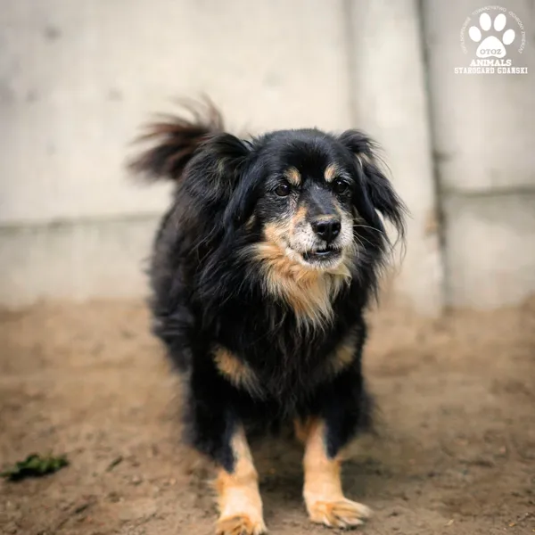 Pies do adopcji, Starogard Gdański, 16 lipca 2024 (2/2)