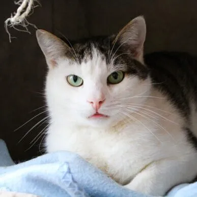 Kot do adopcji, Starogard Gdański, 20 marca 2024 (1/3)